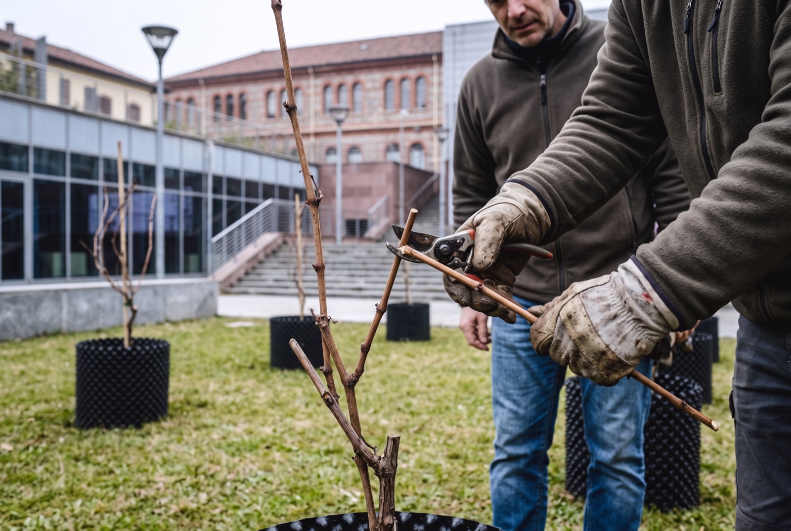 Due persone con i guanti che potano i tralci spogli di una vite in vaso, nel cortile del campus