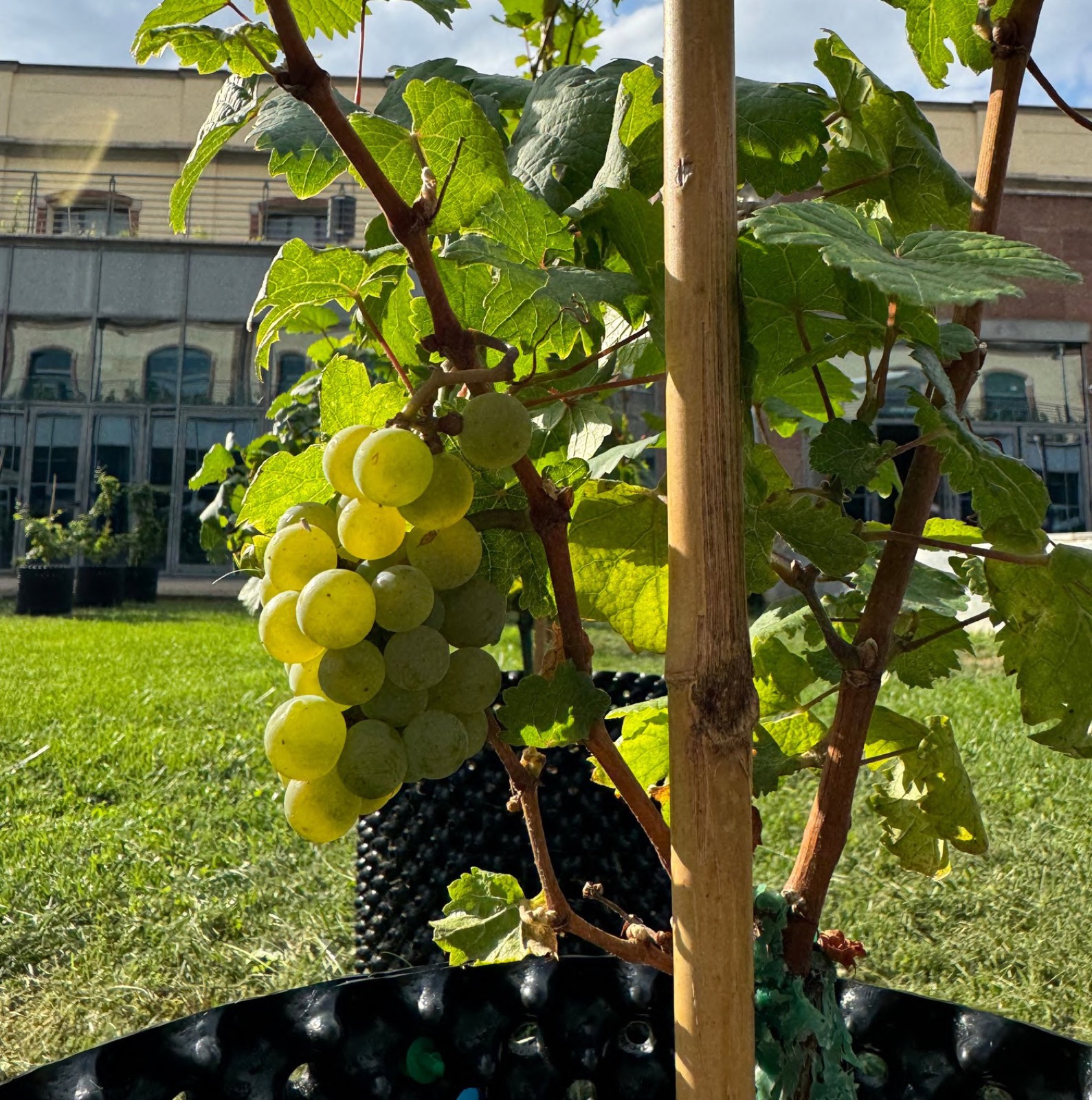 Dettaglio della vite